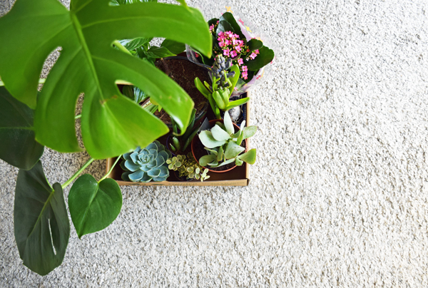 centro-flores-sacras2