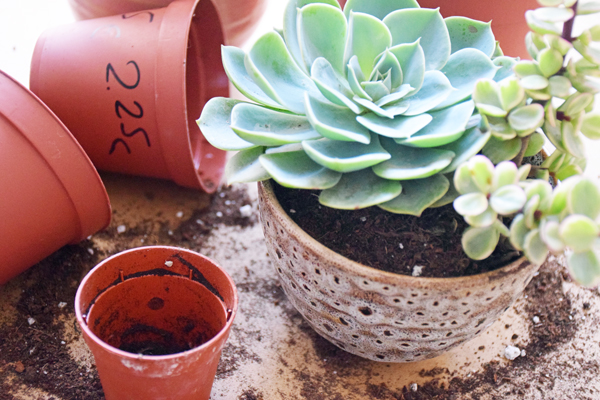 centro-flores-sacras3