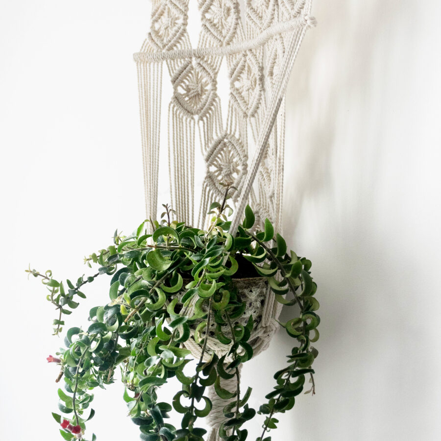 porta macetas fruto samore